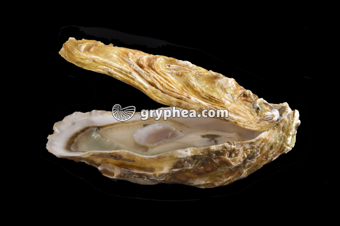 Huitre ouverte montrant les 2 valves (Crassostrea gigas) - gryphea.com